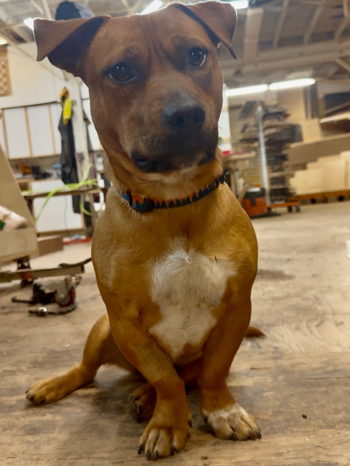 Lunky the shop dog sitting on the shop floor